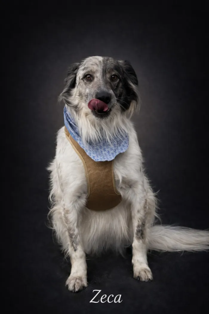 Cachorro raça SRD-ViraLata idade 2 a 6 meses nome Zé