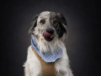 Cachorro raça SRD-ViraLata idade 2 a 6 meses nome Zé