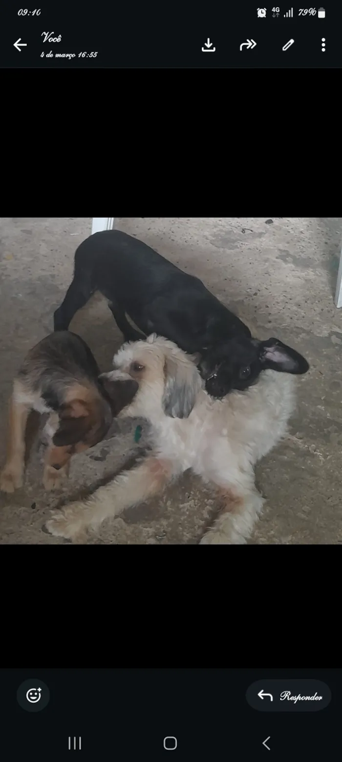 Cachorro raça SRD-ViraLata idade 2 a 6 meses nome lua , negrão, florzinha 