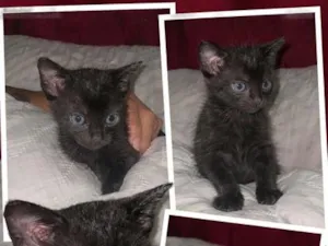 Gato raça SRD-ViraLata idade Abaixo de 2 meses nome Jujuba