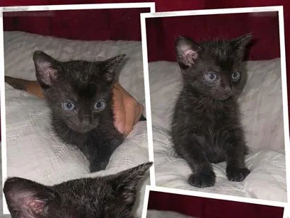 Gato raça SRD-ViraLata idade Abaixo de 2 meses nome Jujuba