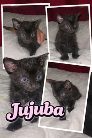 Gato raça SRD-ViraLata idade Abaixo de 2 meses nome Jujuba