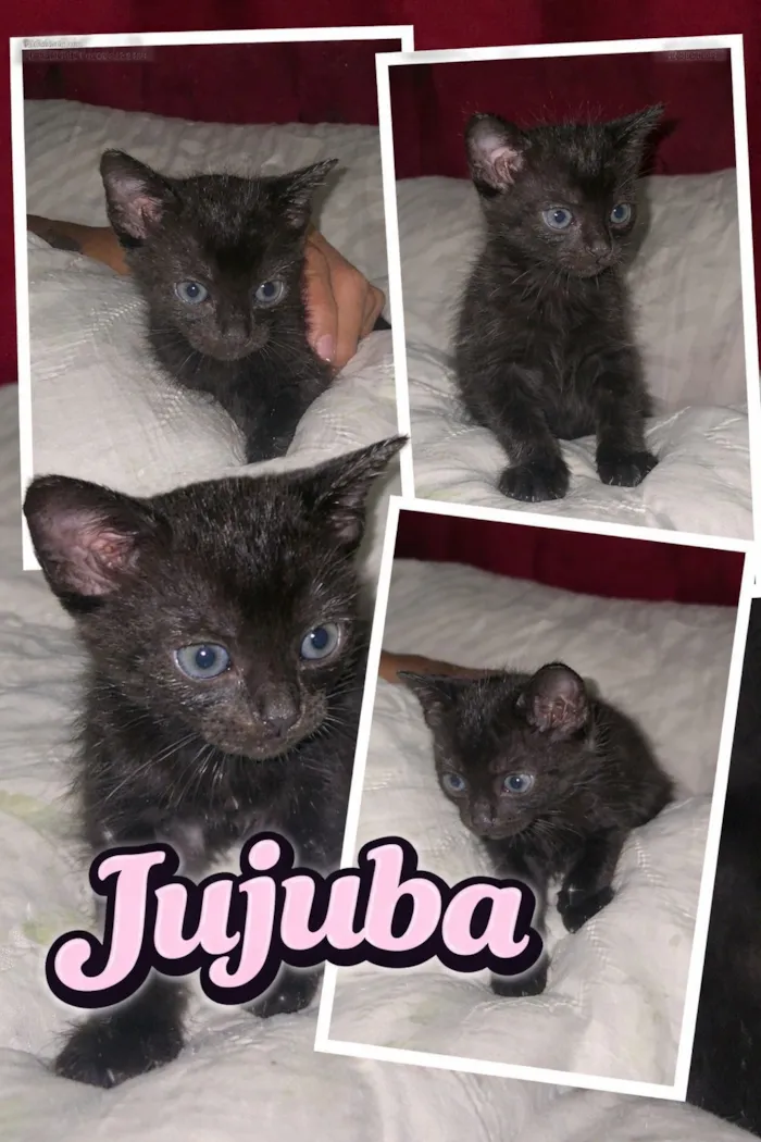 Gato raça SRD-ViraLata idade Abaixo de 2 meses nome Jujuba