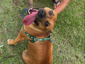 Cachorro raça SRD-ViraLata idade 2 anos nome Pandora