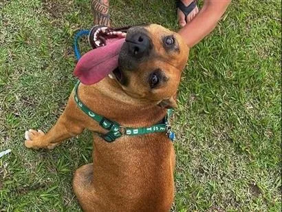 Cachorro raça SRD-ViraLata idade 2 anos nome Pandora