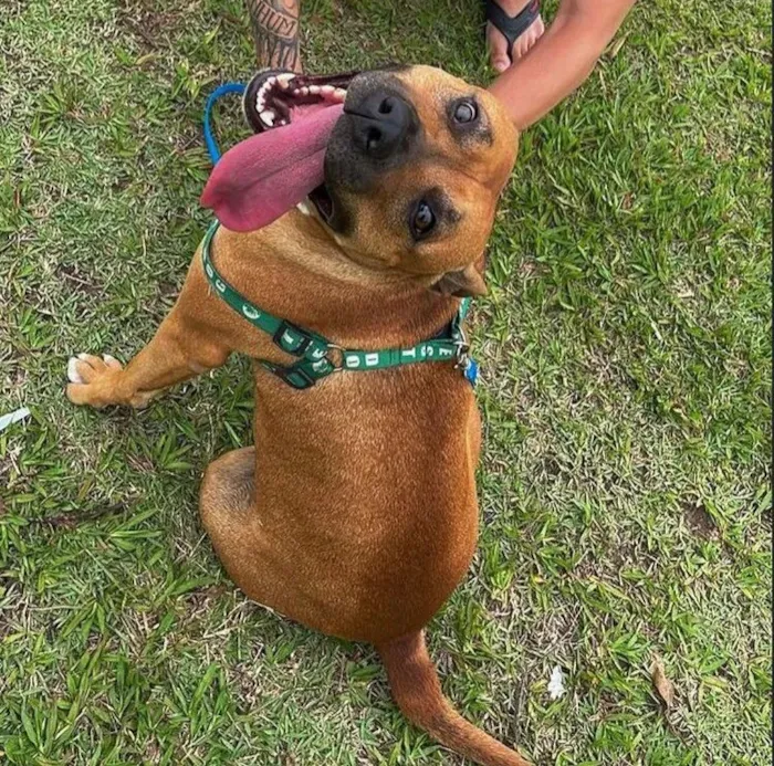 Cachorro raça SRD-ViraLata idade 2 anos nome Pandora