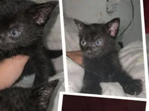 Gato raça SRD-ViraLata idade Abaixo de 2 meses nome pantera