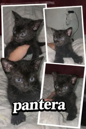 Gato raça SRD-ViraLata idade Abaixo de 2 meses nome pantera