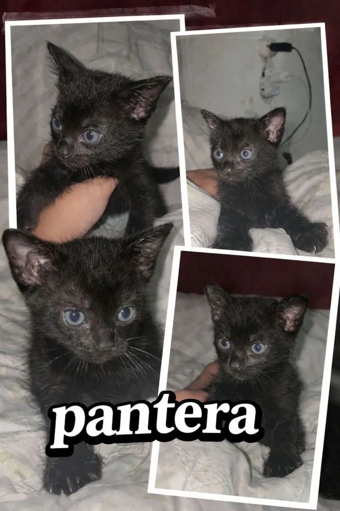 Gato raça SRD-ViraLata idade Abaixo de 2 meses nome pantera