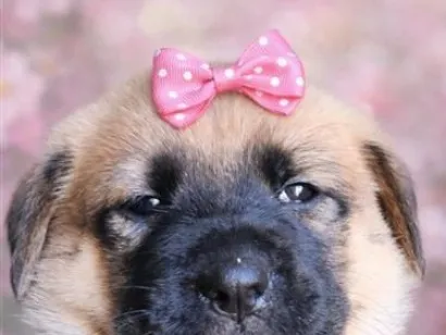 Cachorro raça SRD-ViraLata idade Abaixo de 2 meses nome Lili