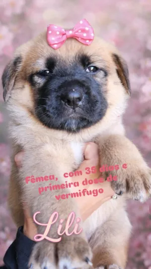 Cachorro raça SRD-ViraLata idade Abaixo de 2 meses nome Lili