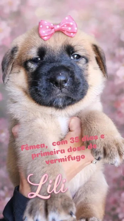 Cachorro raça SRD-ViraLata idade Abaixo de 2 meses nome Lili