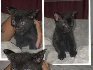 Gato raça SRD-ViraLata idade Abaixo de 2 meses nome docinho