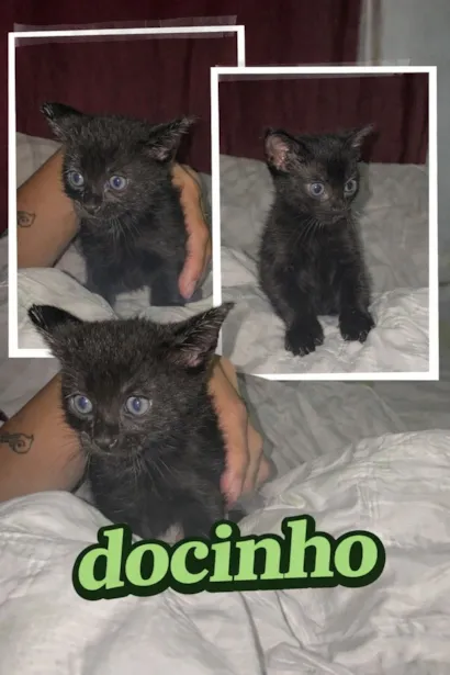 Gato raça SRD-ViraLata idade Abaixo de 2 meses nome docinho