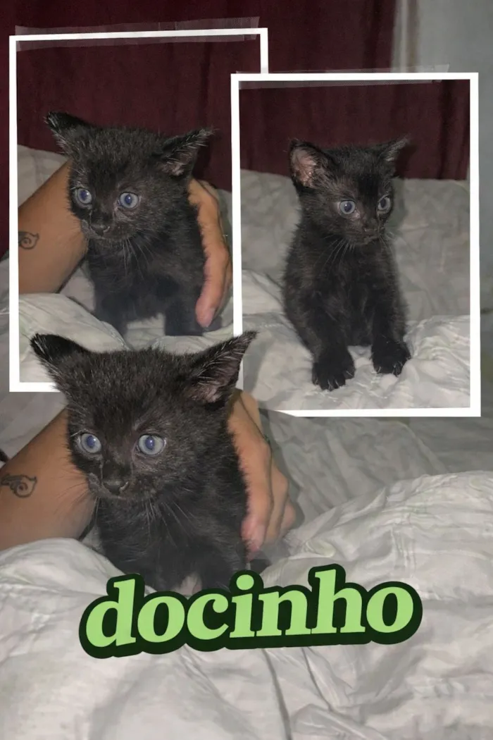 Gato raça SRD-ViraLata idade Abaixo de 2 meses nome docinho