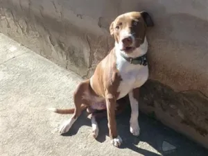Cachorro raça SRD-ViraLata idade 7 a 11 meses nome Zeus 