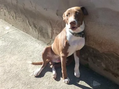 Cachorro raça SRD-ViraLata idade 7 a 11 meses nome Zeus 