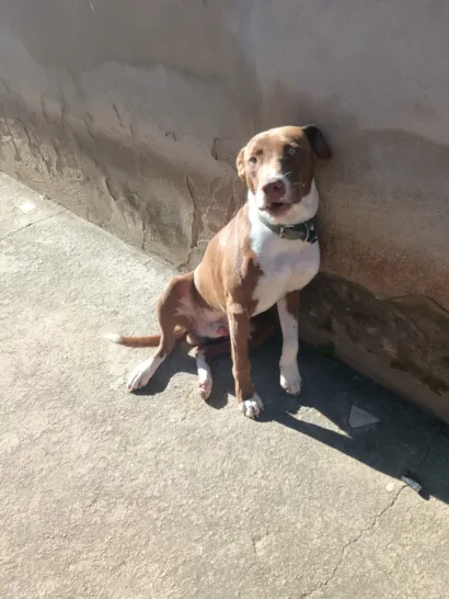 Cachorro raça SRD-ViraLata idade 7 a 11 meses nome Zeus 