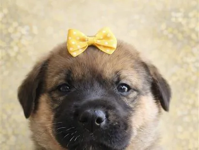 Cachorro raça SRD-ViraLata idade Abaixo de 2 meses nome Gih