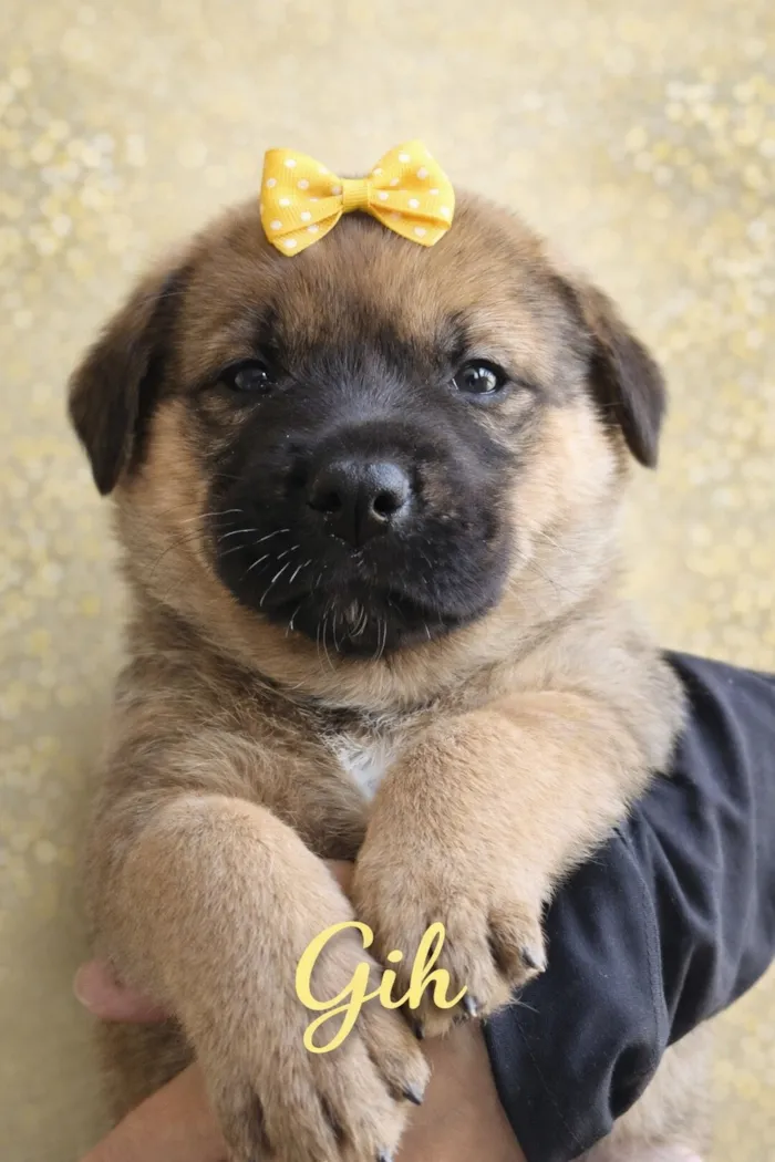 Cachorro raça SRD-ViraLata idade Abaixo de 2 meses nome Gih