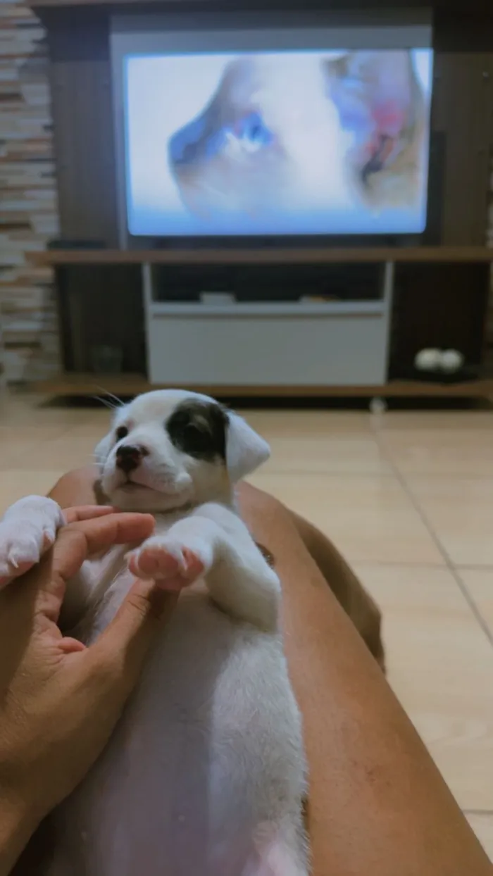 Cachorro raça SRD-ViraLata idade Abaixo de 2 meses nome Amora