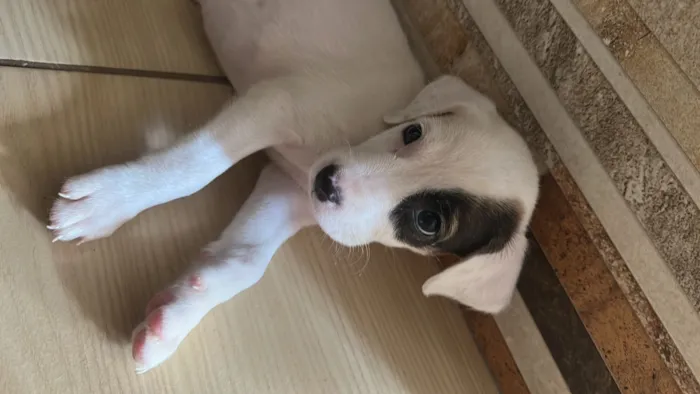 Cachorro raça SRD-ViraLata idade Abaixo de 2 meses nome Amora