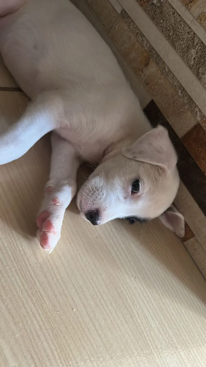 Cachorro raça SRD-ViraLata idade Abaixo de 2 meses nome Amora