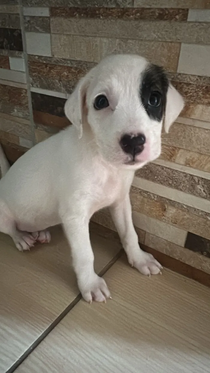 Cachorro raça SRD-ViraLata idade Abaixo de 2 meses nome Amora