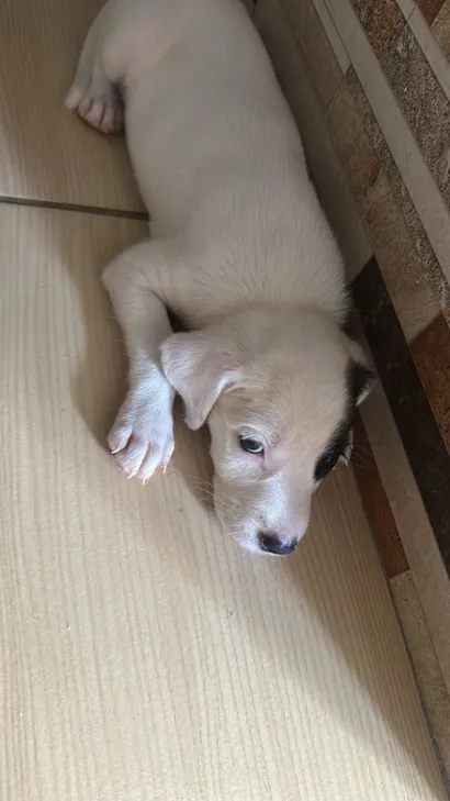 Cachorro raça SRD-ViraLata idade Abaixo de 2 meses nome Amora