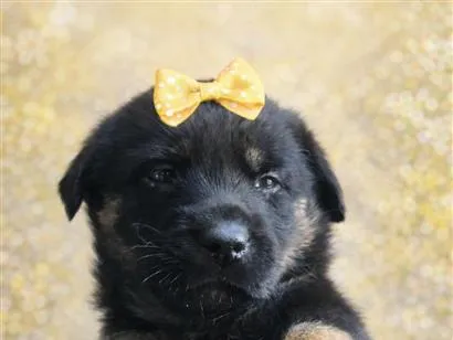 Cachorro raça SRD-ViraLata idade 2 a 6 meses nome Juju