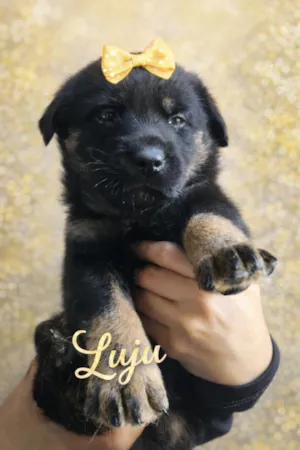 Cachorro raça SRD-ViraLata idade 2 a 6 meses nome Juju