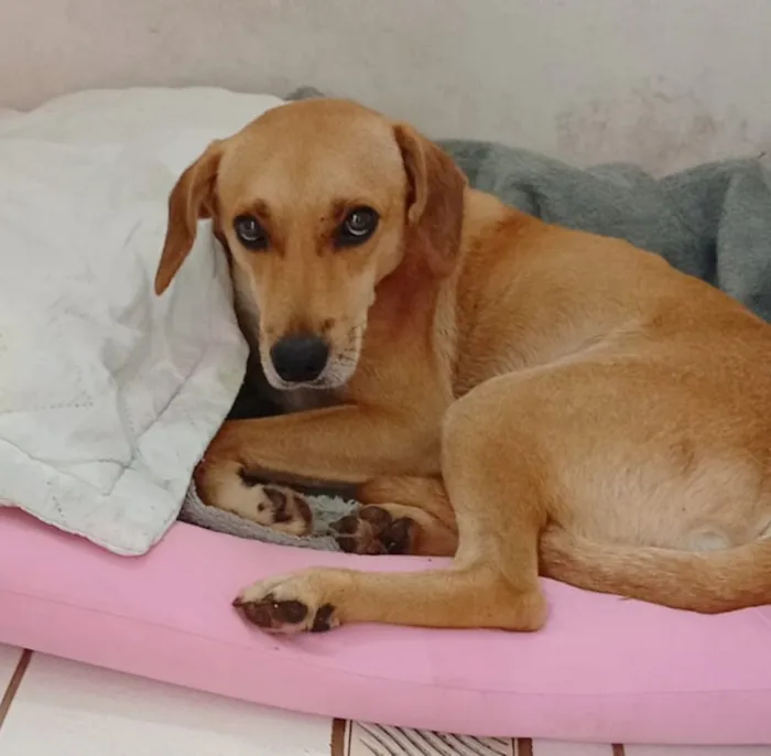 Cachorro raça SRD-ViraLata idade 1 ano nome Bruce