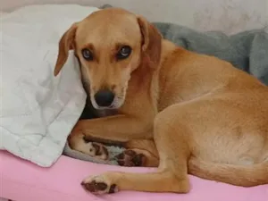 Cachorro raça SRD-ViraLata idade 1 ano nome Bruce