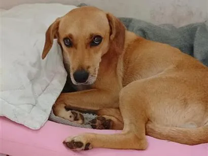 Cachorro raça SRD-ViraLata idade 1 ano nome Bruce