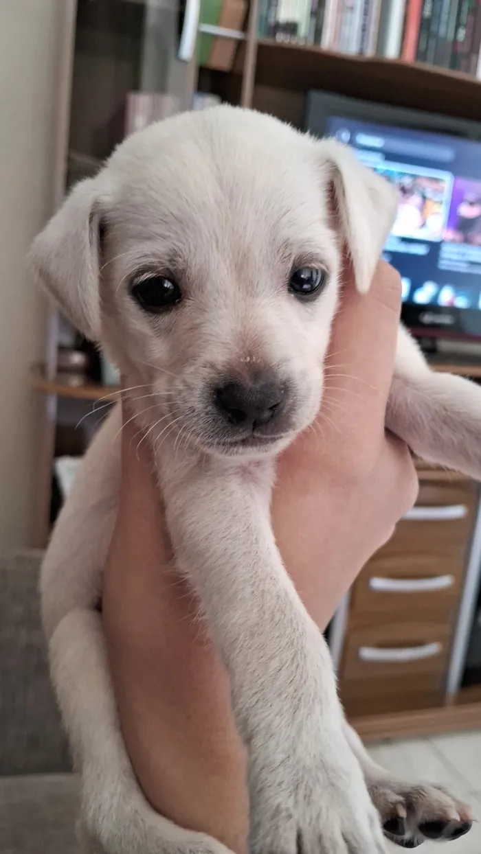 Cachorro raça SRD-ViraLata idade Abaixo de 2 meses nome Pingo