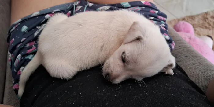 Cachorro raça SRD-ViraLata idade Abaixo de 2 meses nome Pingo