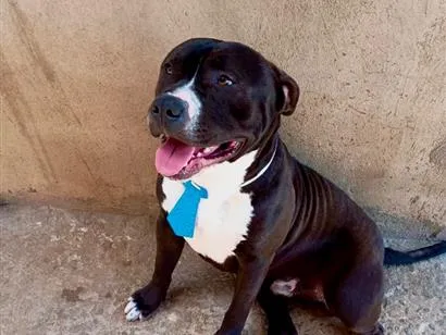 Cachorro raça Pit-Bull idade 1 ano nome Duque 