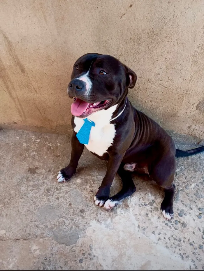 Cachorro raça Pit-Bull idade 1 ano nome Duque 