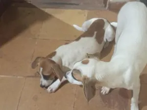 Cachorro raça SRD-ViraLata idade 2 a 6 meses nome betovem. e ted