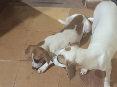 Cachorro raça SRD-ViraLata idade 2 a 6 meses nome betovem. e ted