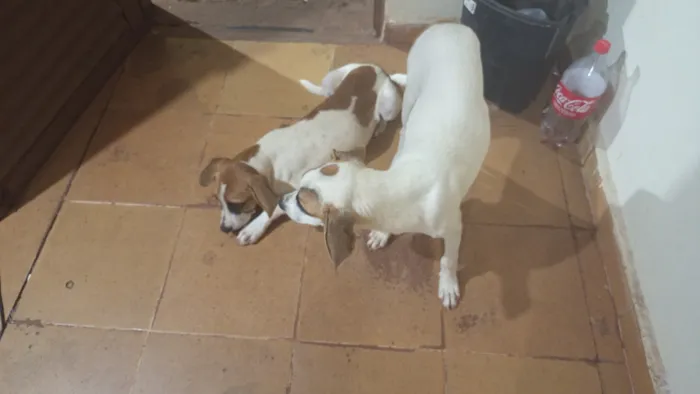 Cachorro raça SRD-ViraLata idade 2 a 6 meses nome betovem. e ted