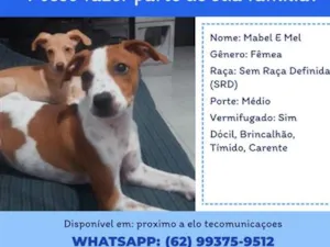 Cachorro raça SRD-ViraLata idade 2 a 6 meses nome Mabel e Mel