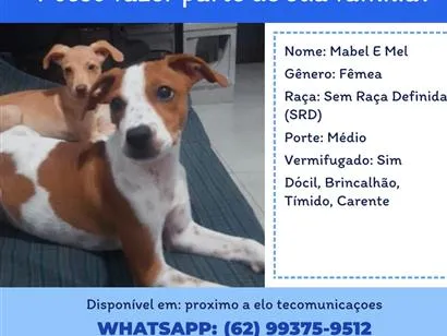 Cachorro raça SRD-ViraLata idade 2 a 6 meses nome Mabel e Mel
