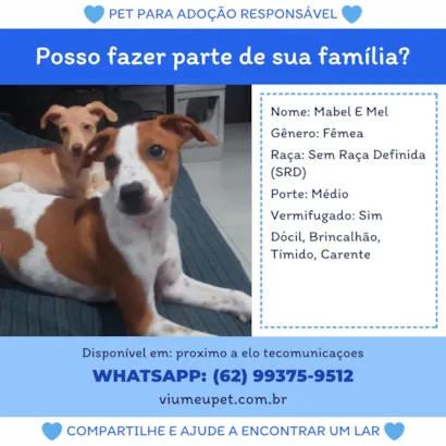 Cachorro raça SRD-ViraLata idade 2 a 6 meses nome Mabel e Mel
