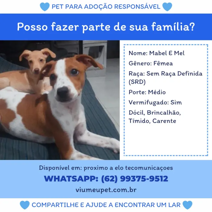 Cachorro raça SRD-ViraLata idade 2 a 6 meses nome Mabel e Mel