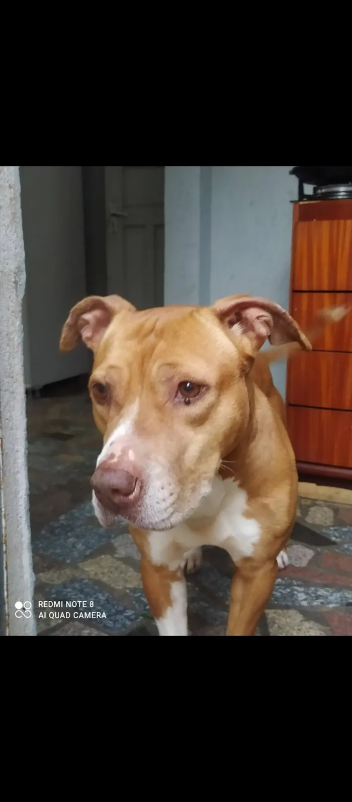 Cachorro raça Pit-Bull idade 5 anos nome Pandora