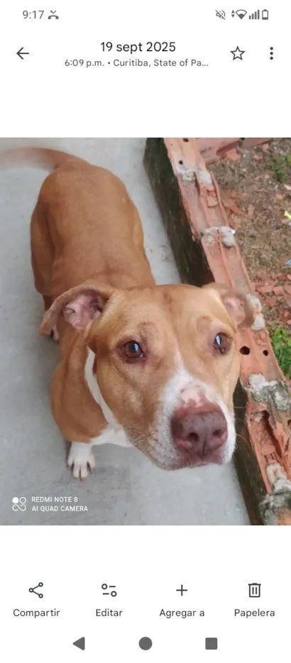 Cachorro raça Pit-Bull idade 5 anos nome Pandora