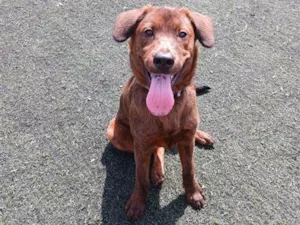 Cachorro raça SRD-ViraLata idade 7 a 11 meses nome Toddy