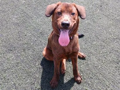 Cachorro raça SRD-ViraLata idade 7 a 11 meses nome Toddy