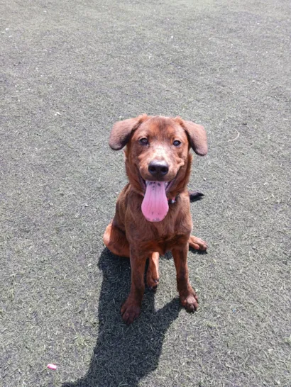 Cachorro raça SRD-ViraLata idade 7 a 11 meses nome Toddy